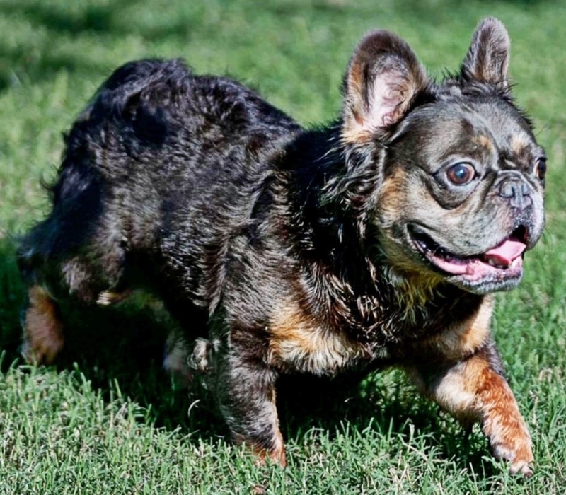 fluffy frenchies puppies mom mabel